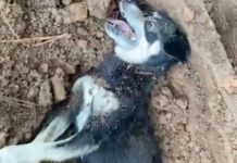 VIDEO Cadela viva e prenha com filhotes é enterrada viva em Joinville; tutora foi presa pela Polícia Civil