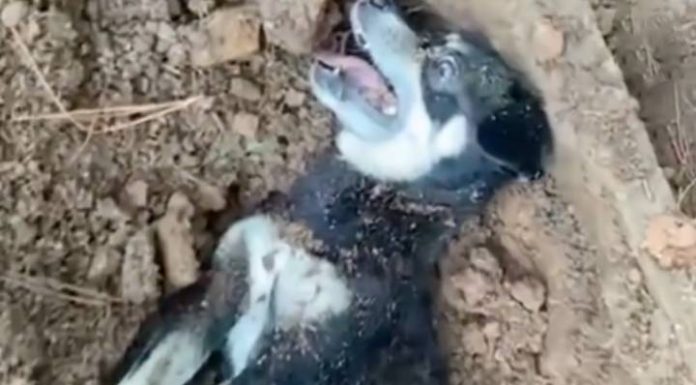 VIDEO Cadela viva e prenha com filhotes é enterrada viva em Joinville; tutora foi presa pela Polícia Civil