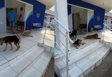 GANGUE DOS CARAMELOS Moradores denunciam abandono e ataques de cães em Penha
