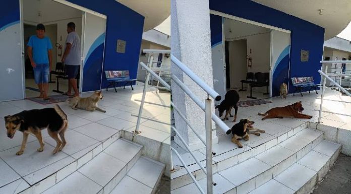 GANGUE DOS CARAMELOS Moradores denunciam abandono e ataques de cães em Penha