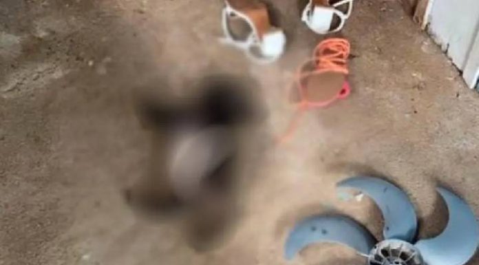 Jovem gaúcho é preso em São João Batista por maus-tratos a cinco cães