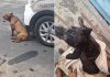 Pitbull solto invade residência e ataca outro cão em Gaspar; tutora responde por omissão de cautela
