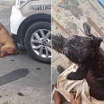 Pitbull solto invade residência e ataca outro cão em Gaspar; tutora responde por omissão de cautela