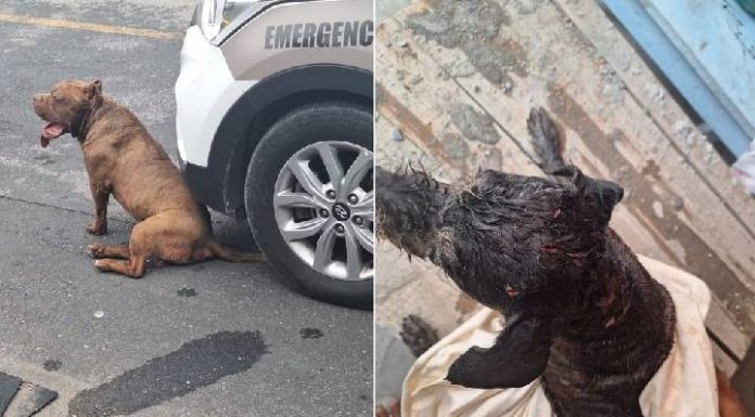 Pitbull solto invade residência e ataca outro cão em Gaspar; tutora responde por omissão de cautela