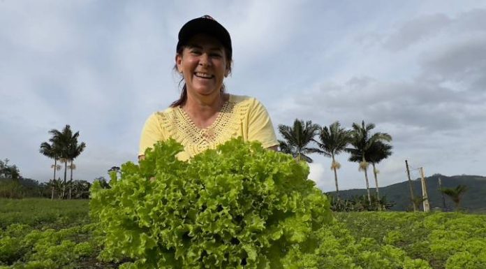 Agricultores se unem e criam cooperativa para vender merenda escolar em Balneário Piçarras