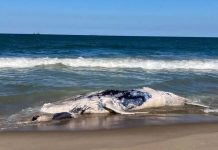 Gigante do mar aparece morto e encalha em praia de Barra Velha