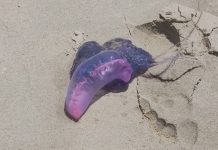 PERIGO NA AREIA: Banhista encontra caravela venenosa em praias de Penha