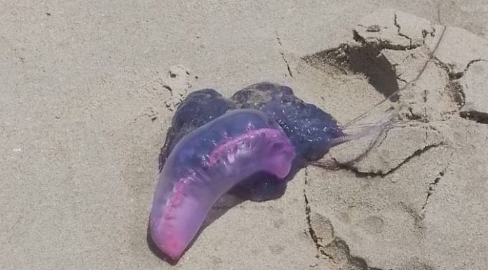 PERIGO NA AREIA: Banhista encontra caravela venenosa em praias de Penha