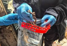 Corpo em “bag” no mangue: polícia desvenda crime brutal e encontra corrente usada para estrangular vítima em Balneário Camboriú