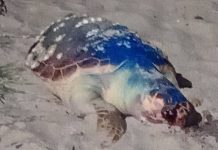 Tartaruga é encontrada com sinais de crueldade na Praia do Quilombo, em Penha
