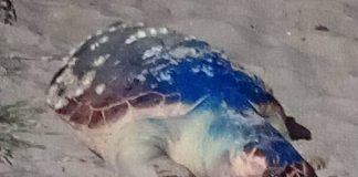 Tartaruga é encontrada com sinais de crueldade na Praia do Quilombo, em Penha
