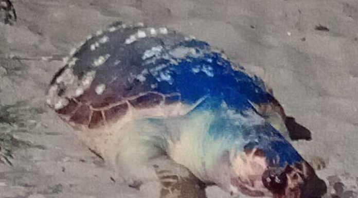 Tartaruga é encontrada com sinais de crueldade na Praia do Quilombo, em Penha