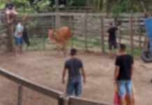 Operação da Polícia Civil indicia 40 pessoas por esquema estruturado de Farra do Boi em Governador Celso Ramos