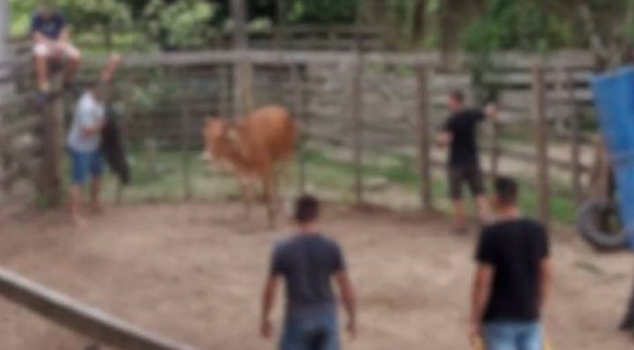 Operação da Polícia Civil indicia 40 pessoas por esquema estruturado de Farra do Boi em Governador Celso Ramos
