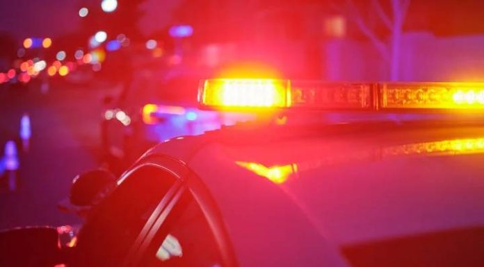 HORRIPILANTE Homem morre e acaba devorado pelos seus 11 cães dentro do apartamento