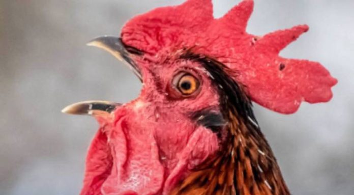 Tragédia chocante: bebê de 11 meses morre após suposto ataque de galo