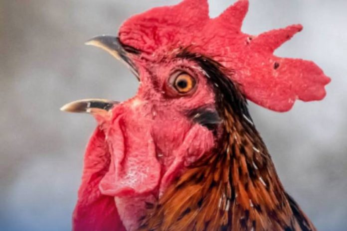 Novo Projeto - 2026-04-16T074417.545