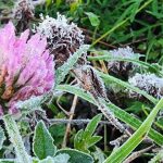 FRIO CHEGA COM FORÇA: SÃO JOAQUIM AMANHECE COBERTA DE GEADA E SURPREENDE MORADORES