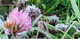 FRIO CHEGA COM FORÇA: SÃO JOAQUIM AMANHECE COBERTA DE GEADA E SURPREENDE MORADORES