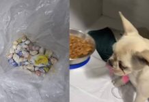 Cadelinha engole 55 pedras de crack e passa por cirurgia de emergência em Joinville