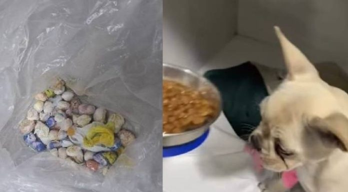 Cadelinha engole 55 pedras de crack e passa por cirurgia de emergência em Joinville