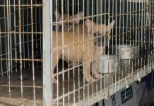 Cena revoltante: bulldogues são resgatados à beira da morte em Balneário Camboriú