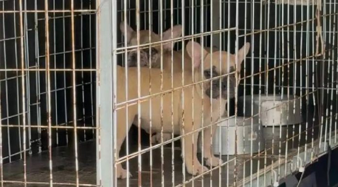 Cena revoltante: bulldogues são resgatados à beira da morte em Balneário Camboriú