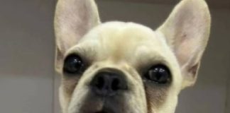 Cadela que ingeriu 55 pedras de crack recebe alta da UTI e emociona coimunidade em Joinville