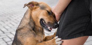 Conselho Municipal do Bem-Estar Animal realiza 4ª Reunião Ordinária em Penha