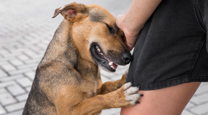 Conselho Municipal do Bem-Estar Animal realiza 4ª Reunião Ordinária em Penha