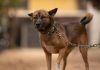 Prefeitura de Penha endurece punições contra maus-tratos animais; multas podem chegar a R$ 50 mil
