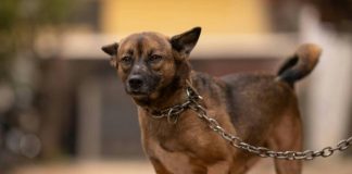 Prefeitura de Penha endurece punições contra maus-tratos animais; multas podem chegar a R$ 50 mil
