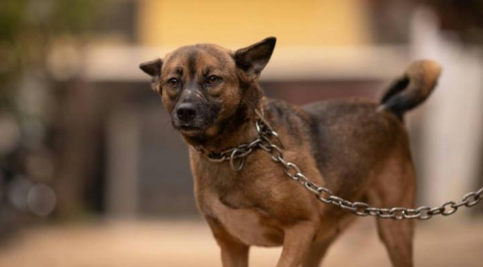 Prefeitura de Penha endurece punições contra maus-tratos animais; multas podem chegar a R$ 50 mil