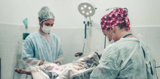 Itapema oferece atendimento veterinário gratuito a famílias cadastradas no CadÚnico