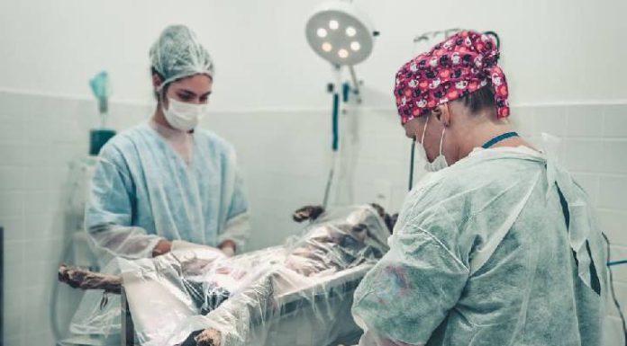 Itapema oferece atendimento veterinário gratuito a famílias cadastradas no CadÚnico