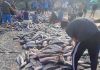 DEU TAINHA! Mais de 14 mil tainhas são capturadas em arrasto histórico em Bombinhas