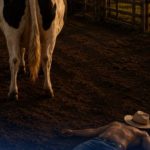 Tragédia em fazenda: homem morre após suposta tentativa de ato sexual com vaca