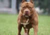 Justiça derruba proibição e libera criação e venda de pit bulls em Santa Catarina
