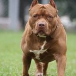 Justiça derruba proibição e libera criação e venda de pit bulls em Santa Catarina