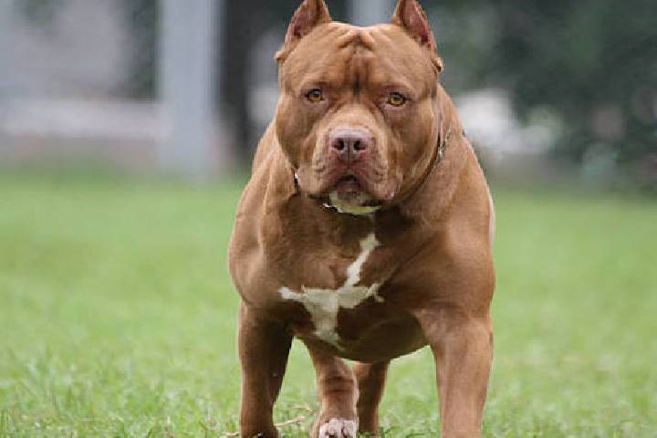 Justiça derruba proibição e libera criação e venda de pit bulls em Santa Catarina