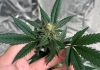 Cannabis medicinal, saúde pública e acesso ao tratamento serão tema de seminário gratuito em Balneário Camboriú (SC)