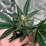 Cannabis medicinal, saúde pública e acesso ao tratamento serão tema de seminário gratuito em Balneário Camboriú (SC)
