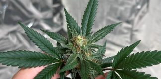 Cannabis medicinal, saúde pública e acesso ao tratamento serão tema de seminário gratuito em Balneário Camboriú (SC)