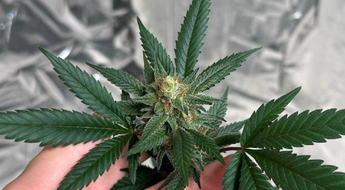 Cannabis medicinal, saúde pública e acesso ao tratamento serão tema de seminário gratuito em Balneário Camboriú (SC)