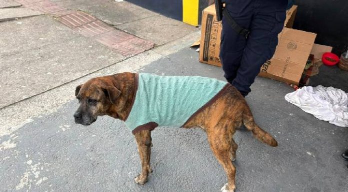Cadela é vítima de abuso sexual em Itajaí e caso gera revolta na comunidade