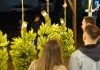 Cacho de Banana mais bonito da cidade será premiado neste sábado no Piçarraiá