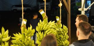 Cacho de Banana mais bonito da cidade será premiado neste sábado no Piçarraiá