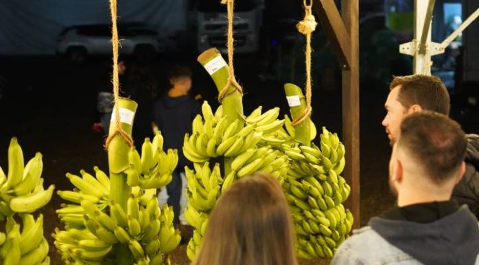 Cacho de Banana mais bonito da cidade será premiado neste sábado no Piçarraiá