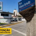 Enxame de abelhas preocupa moradores próximo ao batalhão da PM em Piçarras