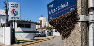 Enxame de abelhas preocupa moradores próximo ao batalhão da PM em Piçarras